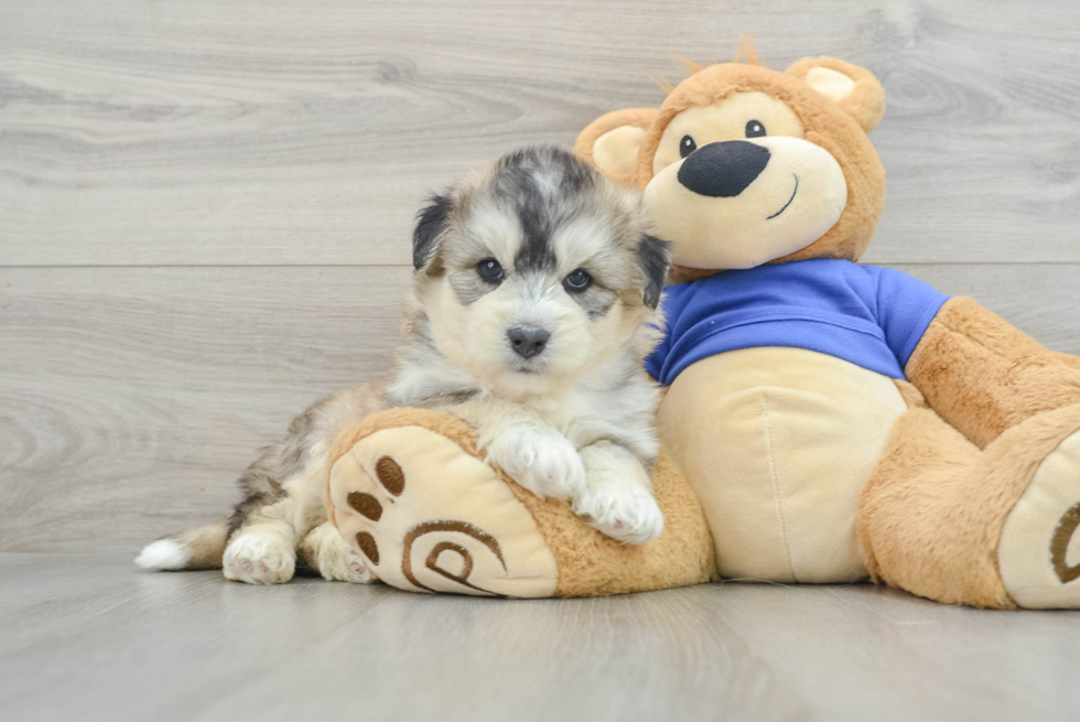Mini Huskydoodle Puppy for Adoption