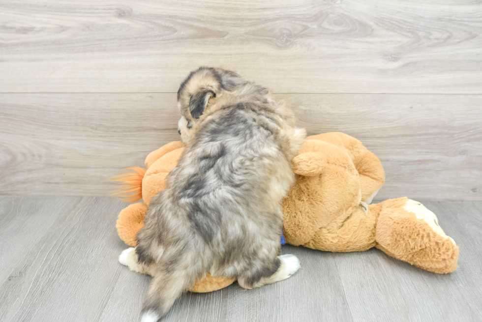 Mini Huskydoodle Puppy for Adoption
