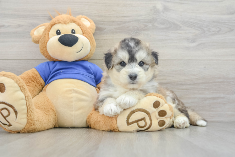 Best Mini Huskydoodle Baby