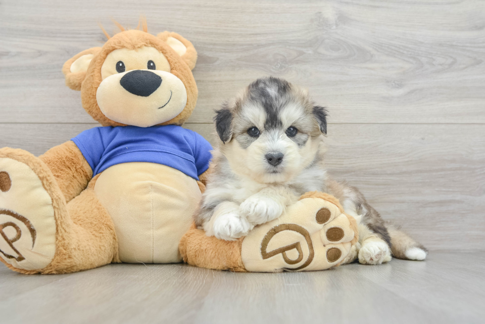Best Mini Huskydoodle Baby