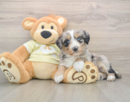 5 week old Mini Huskydoodle Puppy For Sale - Puppy Love PR