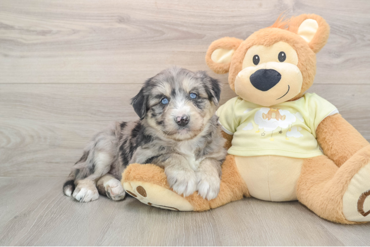 Mini Huskydoodle Puppy for Adoption