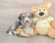 5 week old Mini Huskydoodle Puppy For Sale - Puppy Love PR