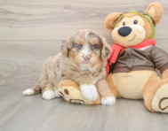 5 week old Mini Huskydoodle Puppy For Sale - Puppy Love PR