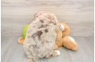 Mini Huskydoodle Puppy for Adoption