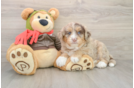 Cute Mini Huskydoodle Poodle Mix Pup