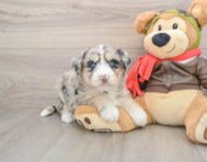 5 week old Mini Huskydoodle Puppy For Sale - Puppy Love PR