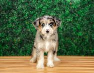10 week old Mini Huskydoodle Puppy For Sale - Puppy Love PR