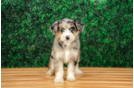 Mini Huskydoodle Puppy for Adoption