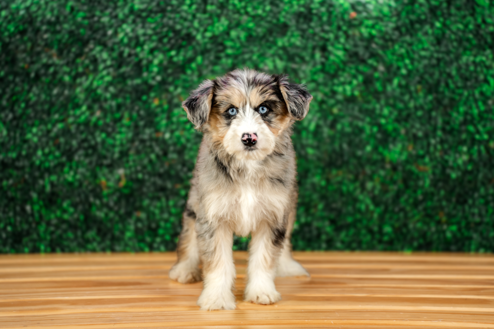 Mini Huskydoodle Puppy for Adoption