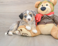 5 week old Mini Huskydoodle Puppy For Sale - Puppy Love PR