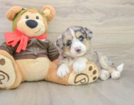 7 week old Mini Huskydoodle Puppy For Sale - Puppy Love PR