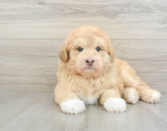 5 week old Mini Huskydoodle Puppy For Sale - Puppy Love PR