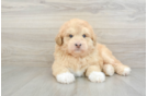 Cute Siberpoo Poodle Mix Puppy