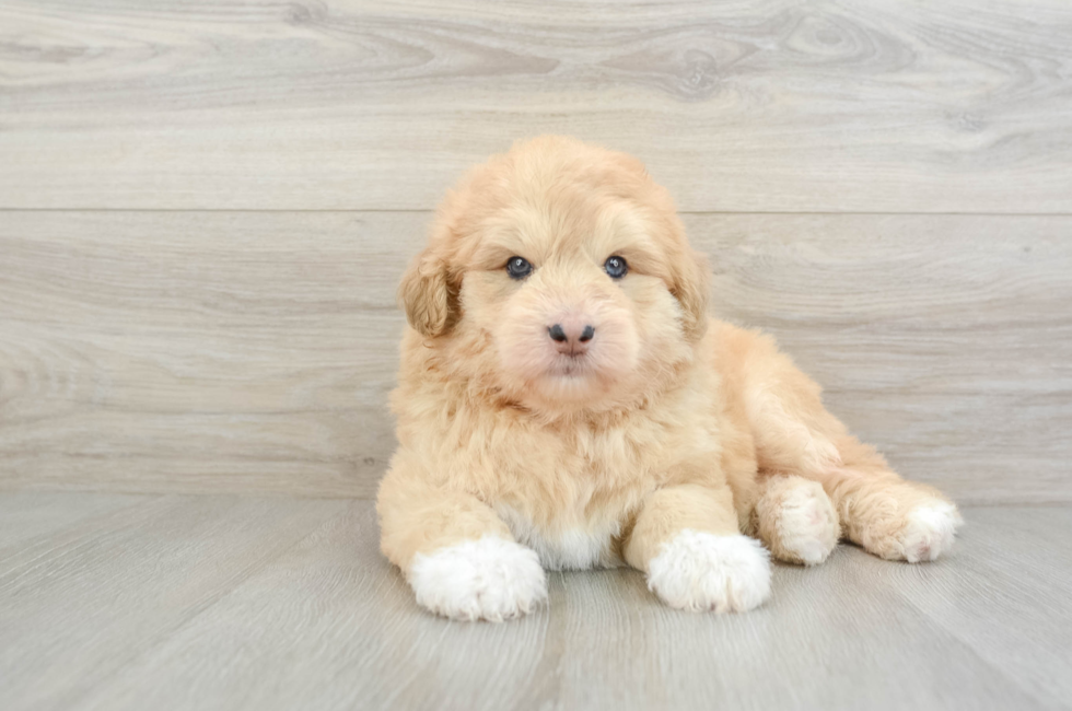 5 week old Mini Huskydoodle Puppy For Sale - Puppy Love PR