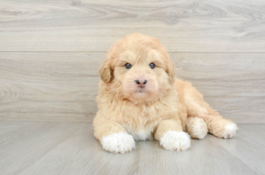 Cute Siberpoo Poodle Mix Puppy