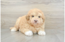 Best Mini Huskydoodle Baby