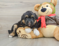 5 week old Mini Huskydoodle Puppy For Sale - Puppy Love PR