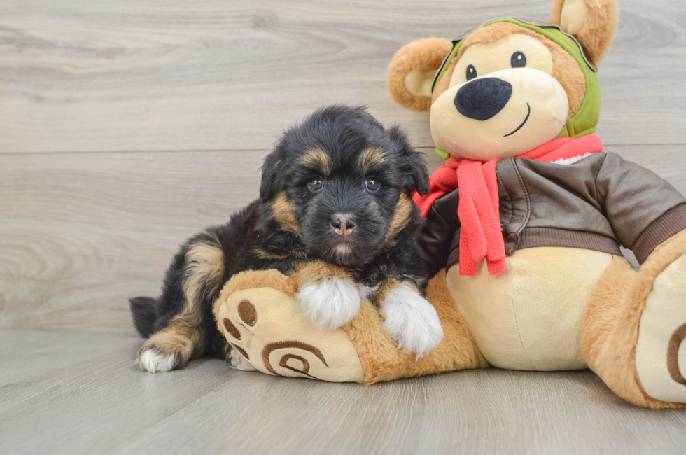 5 week old Mini Huskydoodle Puppy For Sale - Puppy Love PR