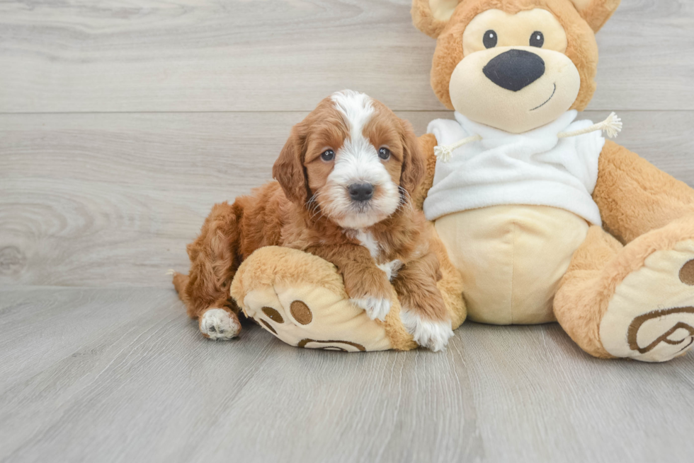 Funny Mini Irish Doodle Poodle Mix Pup