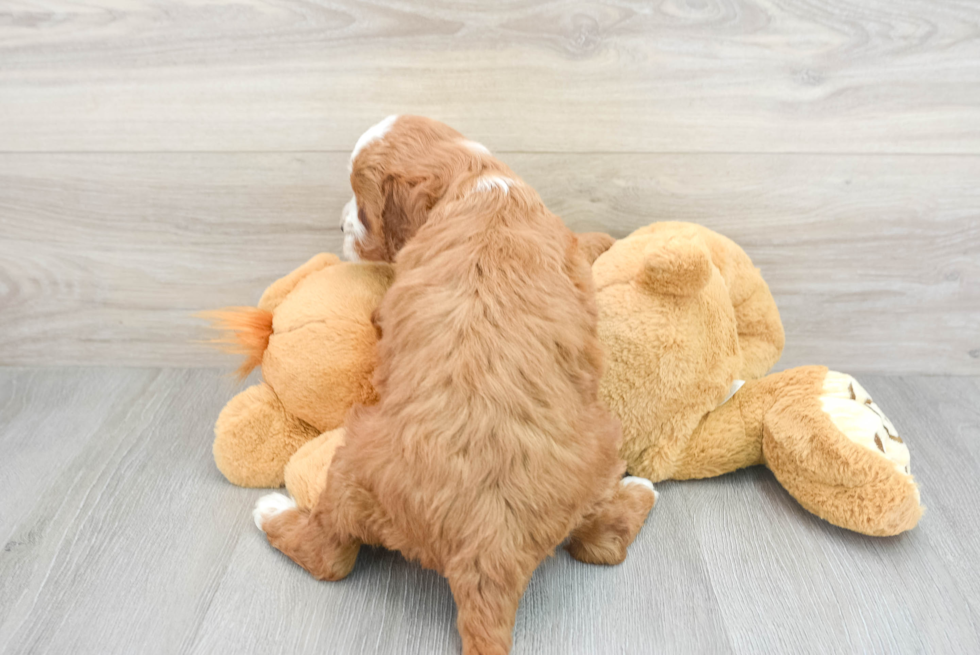 Hypoallergenic Irishdoodle Poodle Mix Puppy