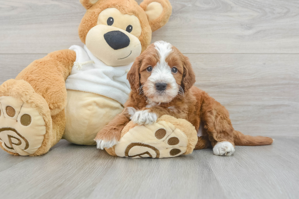 Cute Mini Irish Doodle Baby