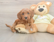 6 week old Mini Irish Doodle Puppy For Sale - Puppy Love PR
