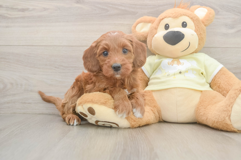 6 week old Mini Irish Doodle Puppy For Sale - Puppy Love PR