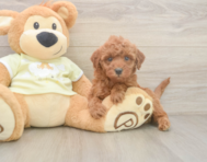 6 week old Mini Irish Doodle Puppy For Sale - Puppy Love PR