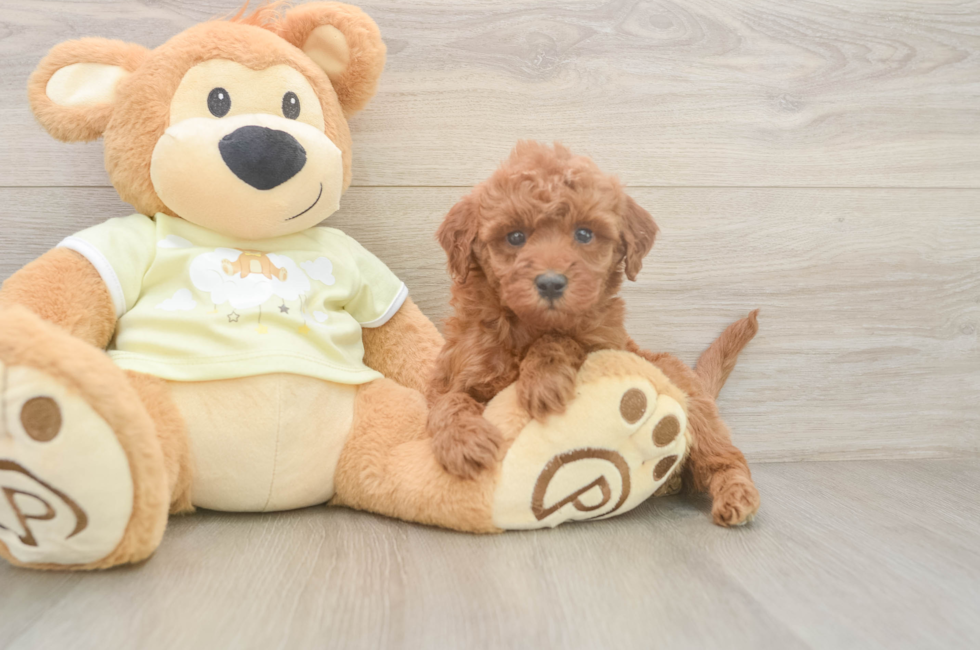 6 week old Mini Irish Doodle Puppy For Sale - Puppy Love PR
