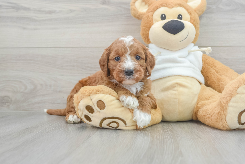 Popular Mini Irish Doodle Poodle Mix Pup