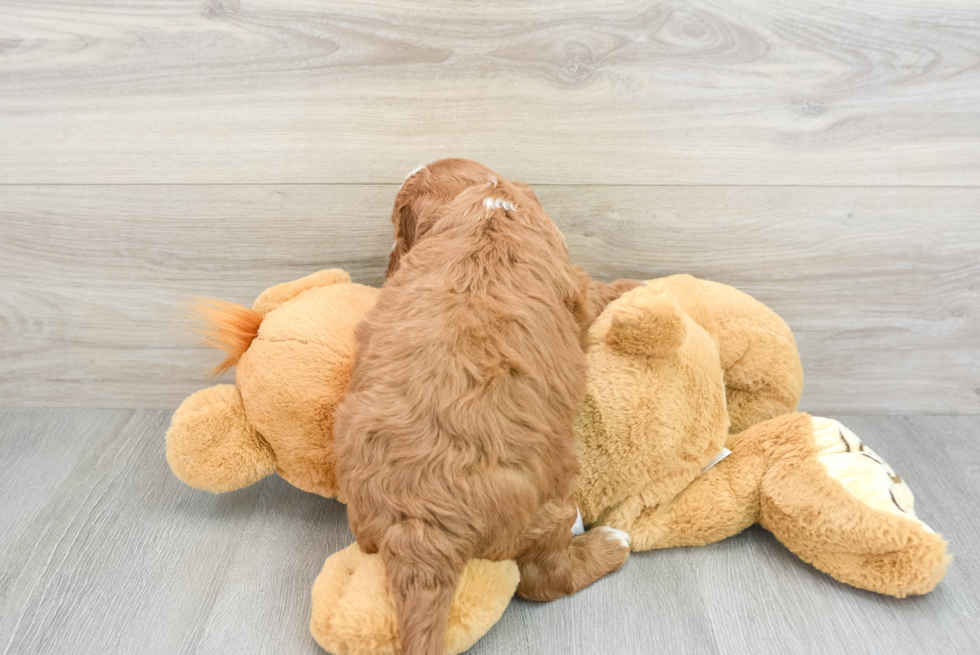 Mini Irish Doodle Pup Being Cute