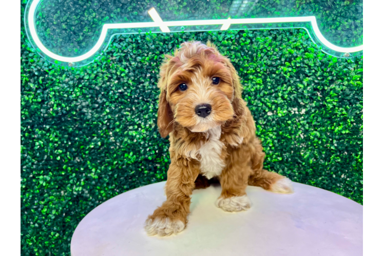 Mini Irish Doodle Pup Being Cute