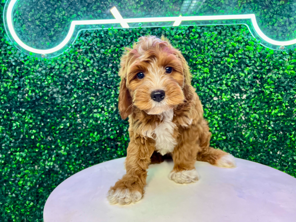 Mini Irish Doodle Pup Being Cute