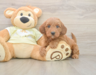 6 week old Mini Irish Doodle Puppy For Sale - Puppy Love PR