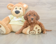 6 week old Mini Irish Doodle Puppy For Sale - Puppy Love PR