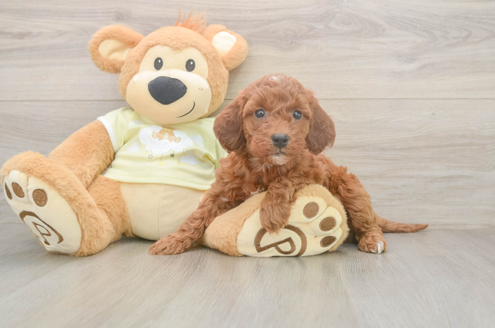 6 week old Mini Irish Doodle Puppy For Sale - Puppy Love PR