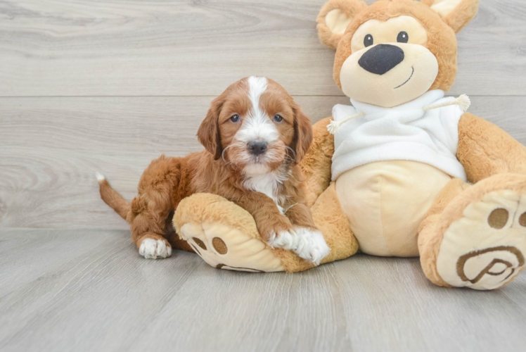 Meet Archer - our Mini Irish Doodle Puppy Photo 1/3 - Puppy Love PR Sweet Mini Irish Doodle Baby
