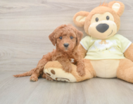 6 week old Mini Irish Doodle Puppy For Sale - Puppy Love PR