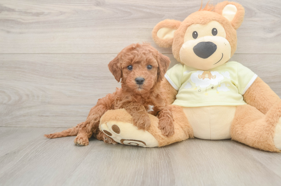 6 week old Mini Irish Doodle Puppy For Sale - Puppy Love PR