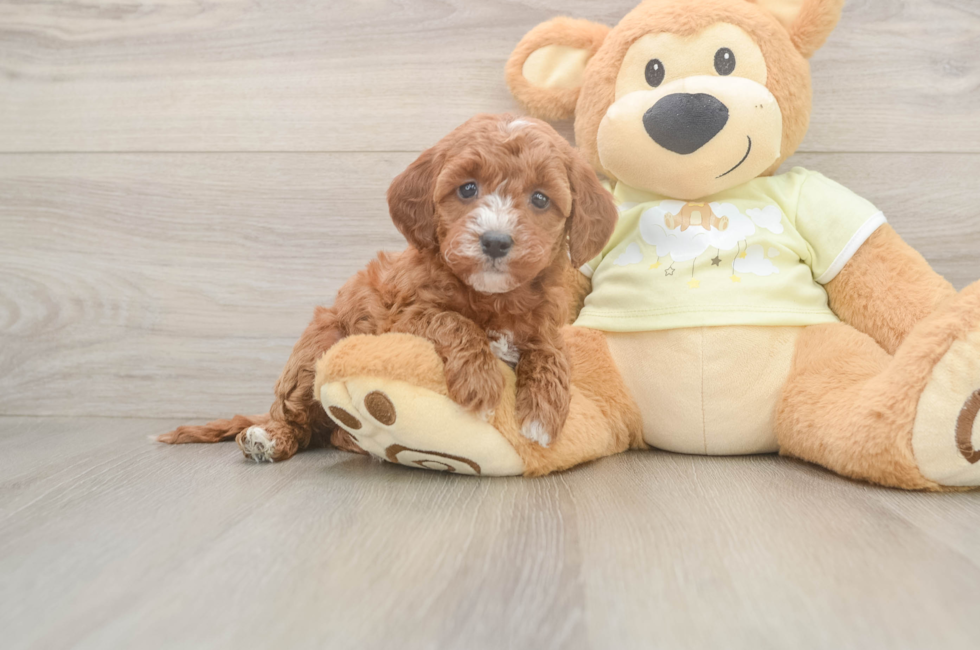 6 week old Mini Irish Doodle Puppy For Sale - Puppy Love PR