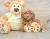 6 week old Mini Irish Doodle Puppy For Sale - Puppy Love PR