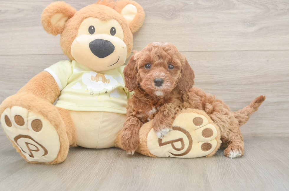 6 week old Mini Irish Doodle Puppy For Sale - Puppy Love PR