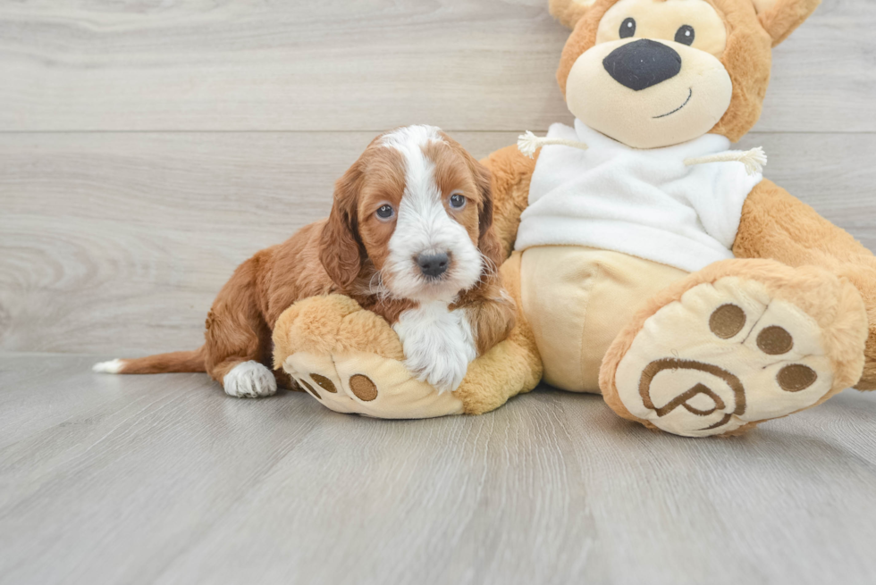 Mini Irish Doodle Puppy for Adoption