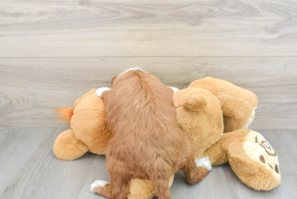 Funny Mini Irish Doodle Poodle Mix Pup