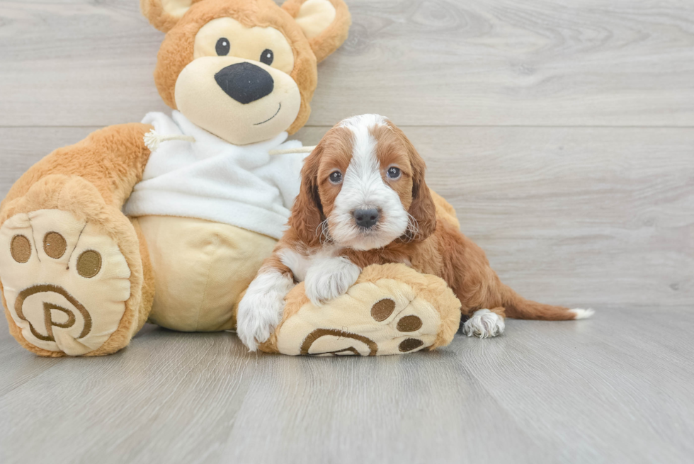 Little Mini Irishdoodle Poodle Mix Puppy