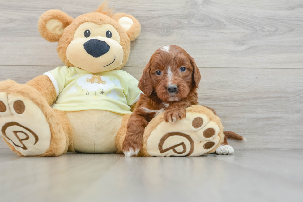 Energetic Irish Setterpoo Poodle Mix Puppy