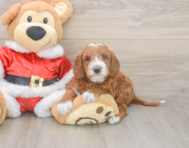 5 week old Mini Irish Doodle Puppy For Sale - Puppy Love PR