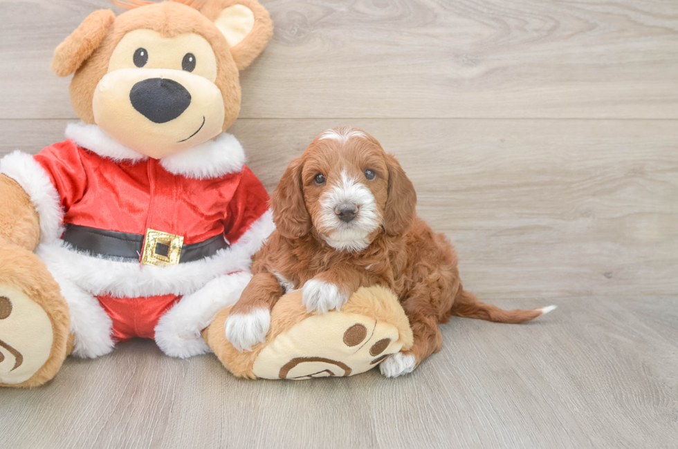 5 week old Mini Irish Doodle Puppy For Sale - Puppy Love PR