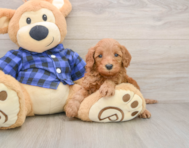 5 week old Mini Irish Doodle Puppy For Sale - Puppy Love PR